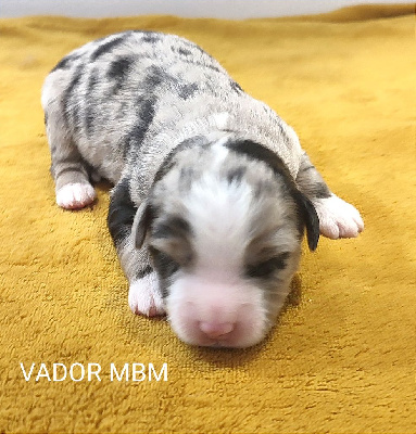 VADOR