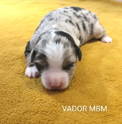 VADOR