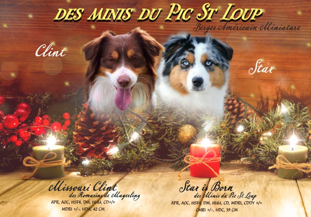 chiot Berger Américain Miniature  Des Minis Du Pic Saint Loup