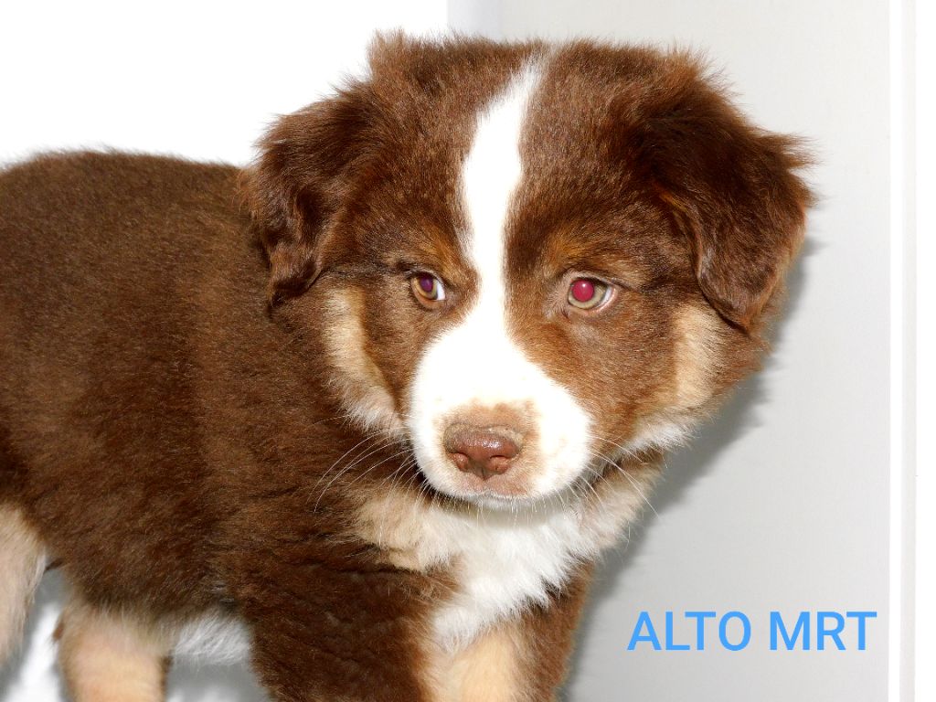 Des Minis Du Pic Saint Loup - Chiots disponibles - Berger Américain Miniature 