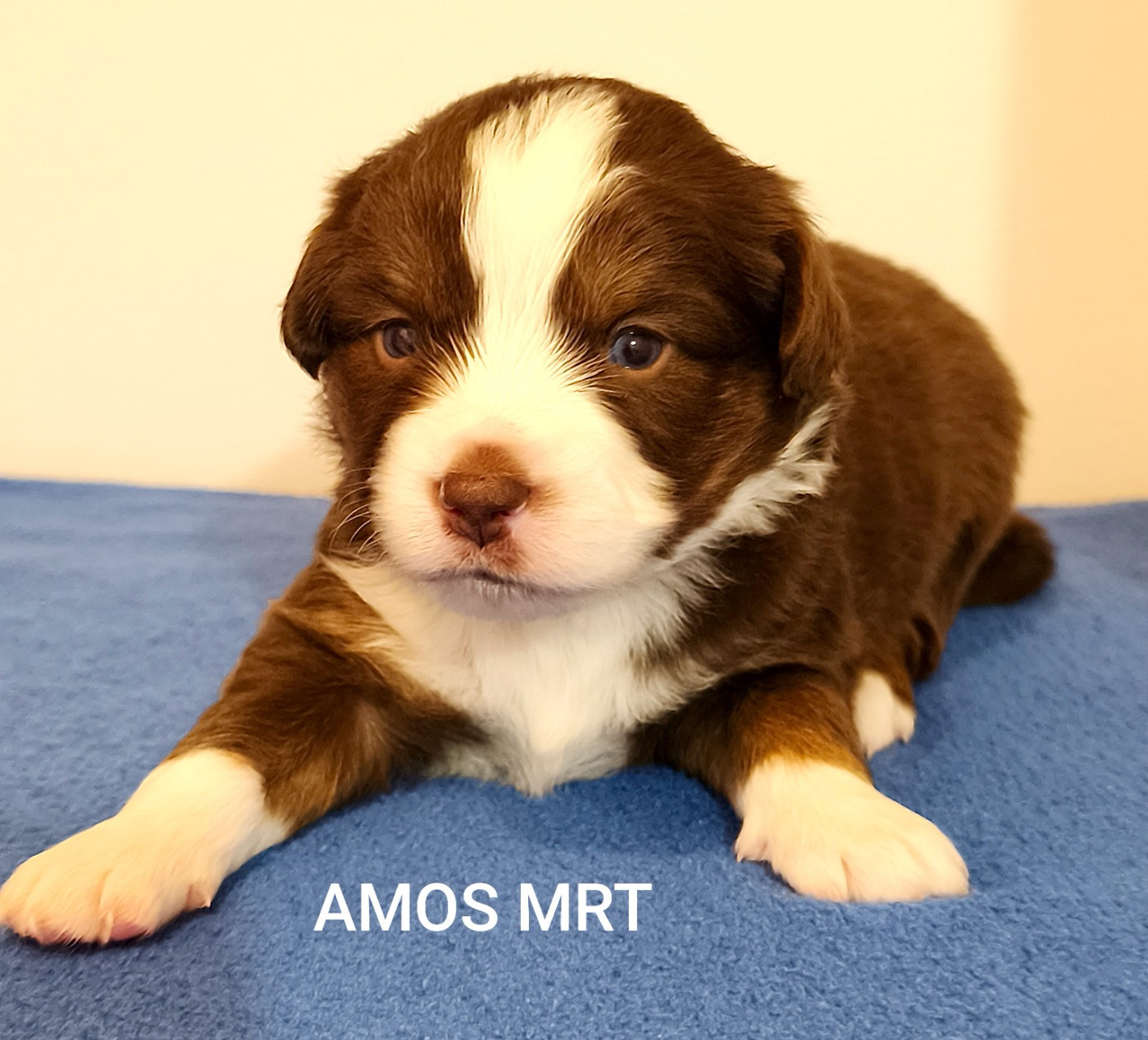 Des Minis Du Pic Saint Loup - Chiots disponibles - Berger Américain Miniature 