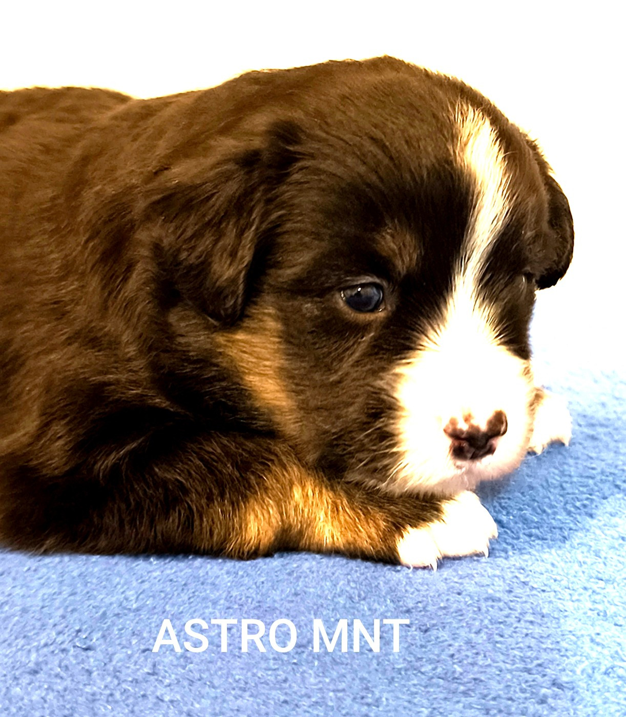 Des Minis Du Pic Saint Loup - Chiots disponibles - Berger Américain Miniature 