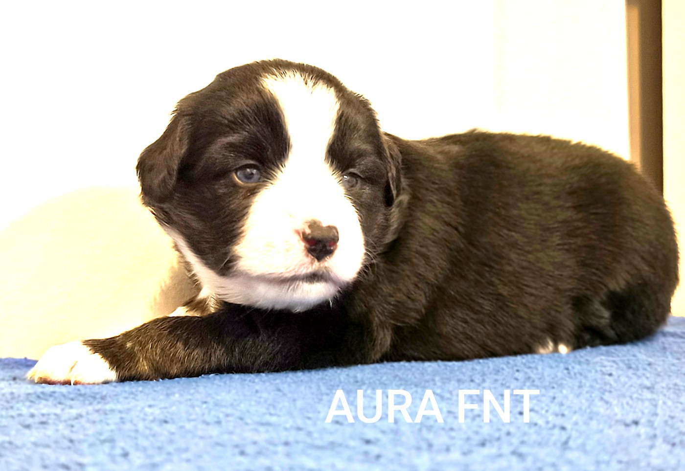 Des Minis Du Pic Saint Loup - Chiots disponibles - Berger Américain Miniature 