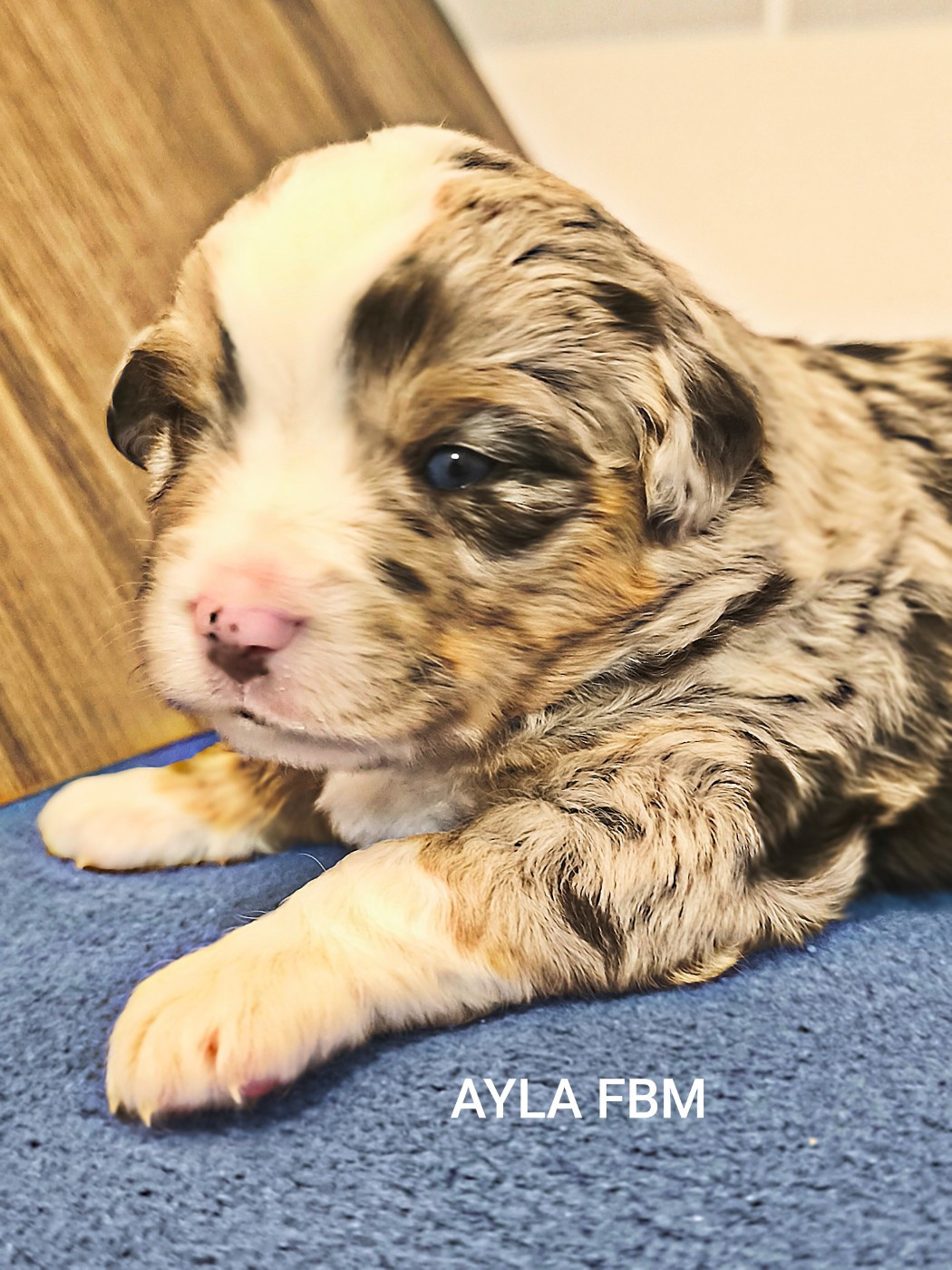 Des Minis Du Pic Saint Loup - Chiots disponibles - Berger Américain Miniature 