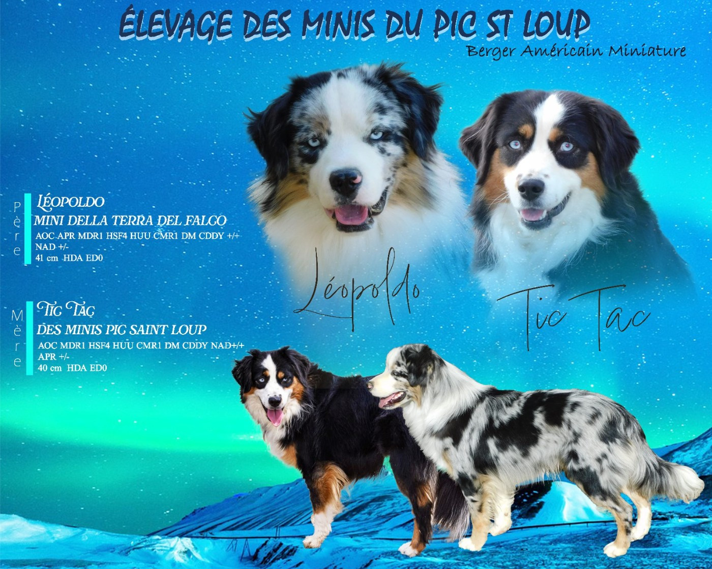 Chiot Berger Américain Miniature  Des Minis Du Pic Saint Loup