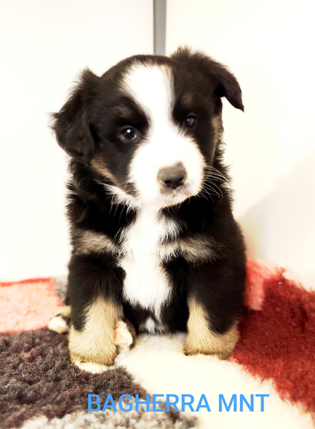 Des Minis Du Pic Saint Loup - Chiots disponibles - Berger Américain Miniature 