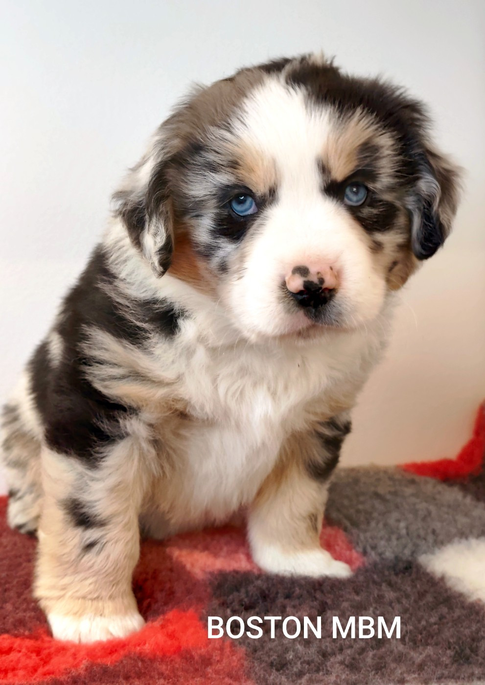 Des Minis Du Pic Saint Loup - Chiots disponibles - Berger Américain Miniature 