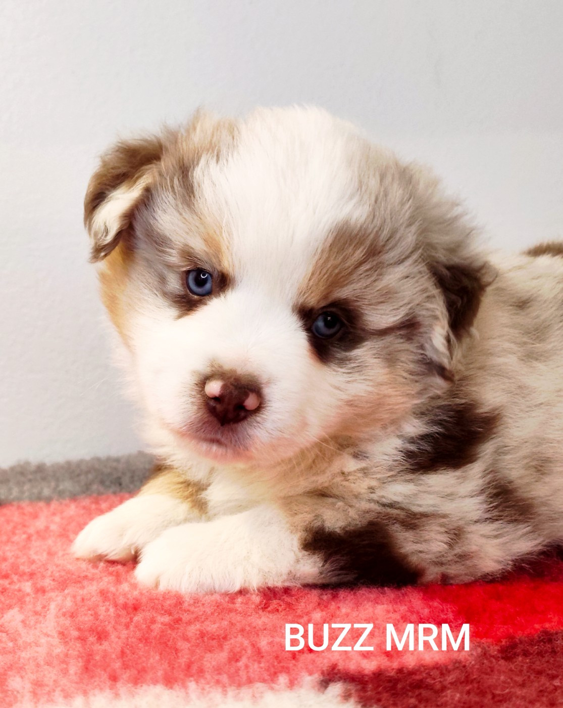 Des Minis Du Pic Saint Loup - Chiots disponibles - Berger Américain Miniature 