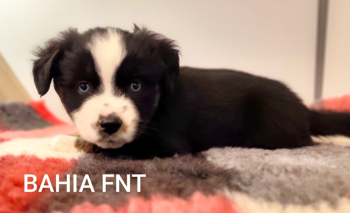 Des Minis Du Pic Saint Loup - Chiots disponibles - Berger Américain Miniature 