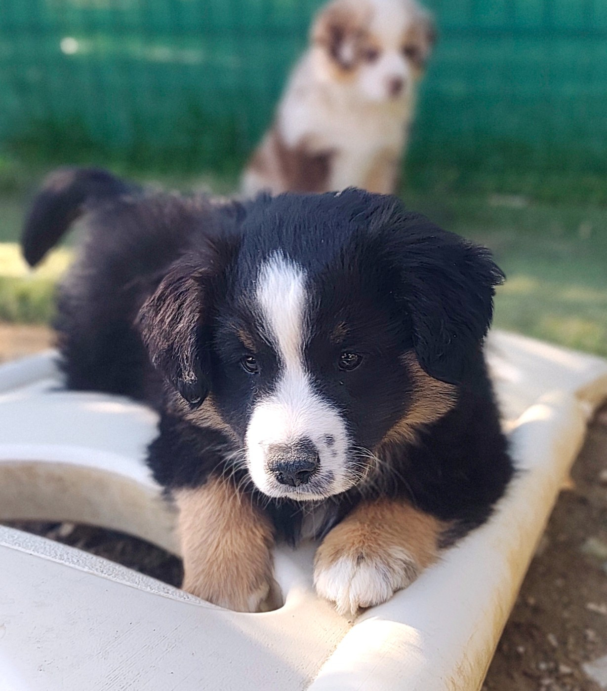 Des Minis Du Pic Saint Loup - Chiots disponibles - Berger Américain Miniature 