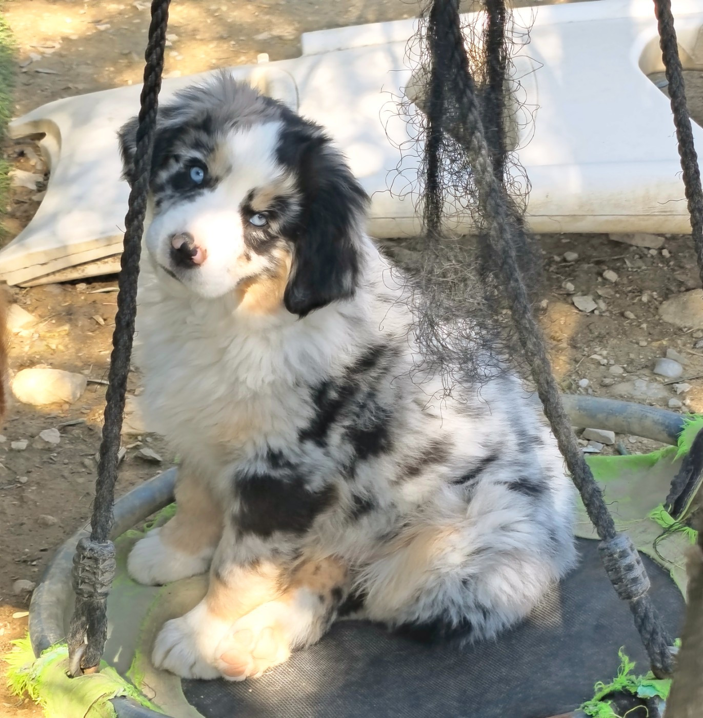 Des Minis Du Pic Saint Loup - Chiots disponibles - Berger Américain Miniature 