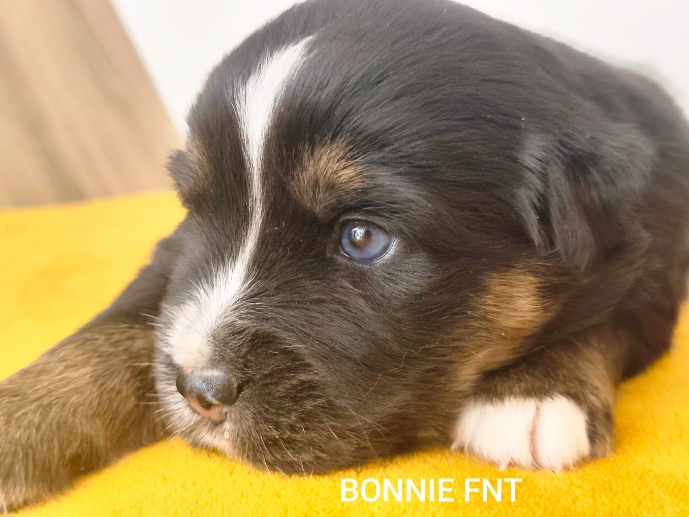 Des Minis Du Pic Saint Loup - Chiots disponibles - Berger Américain Miniature 