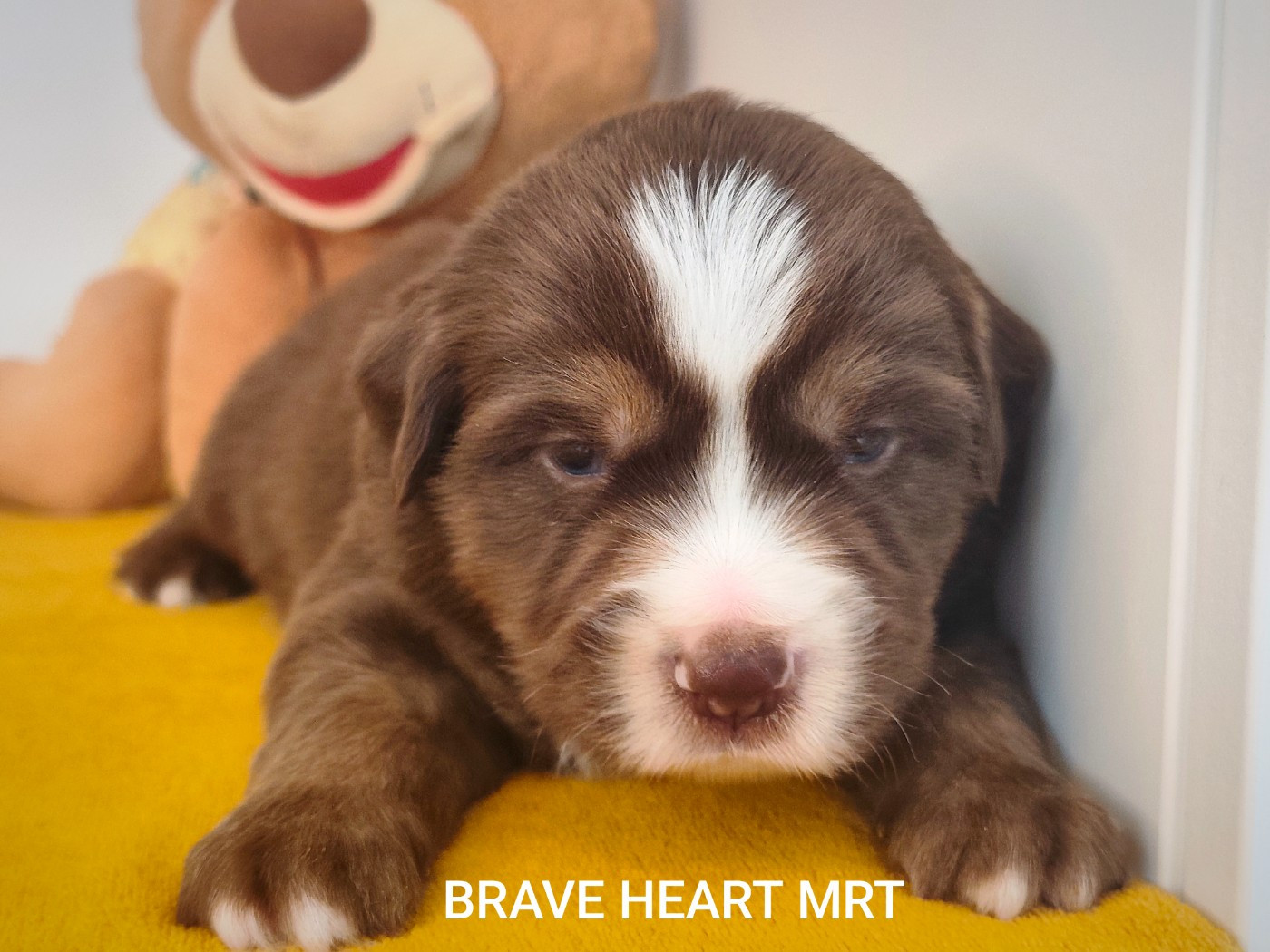 Des Minis Du Pic Saint Loup - Chiots disponibles - Berger Américain Miniature 