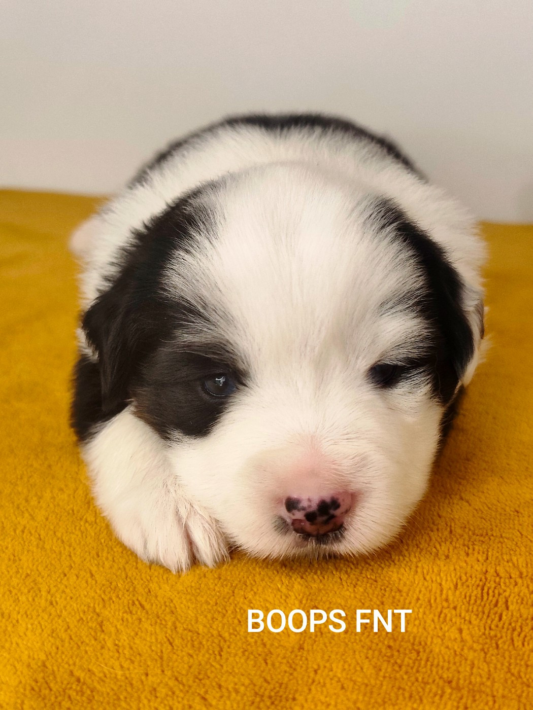 Des Minis Du Pic Saint Loup - Chiots disponibles - Berger Américain Miniature 