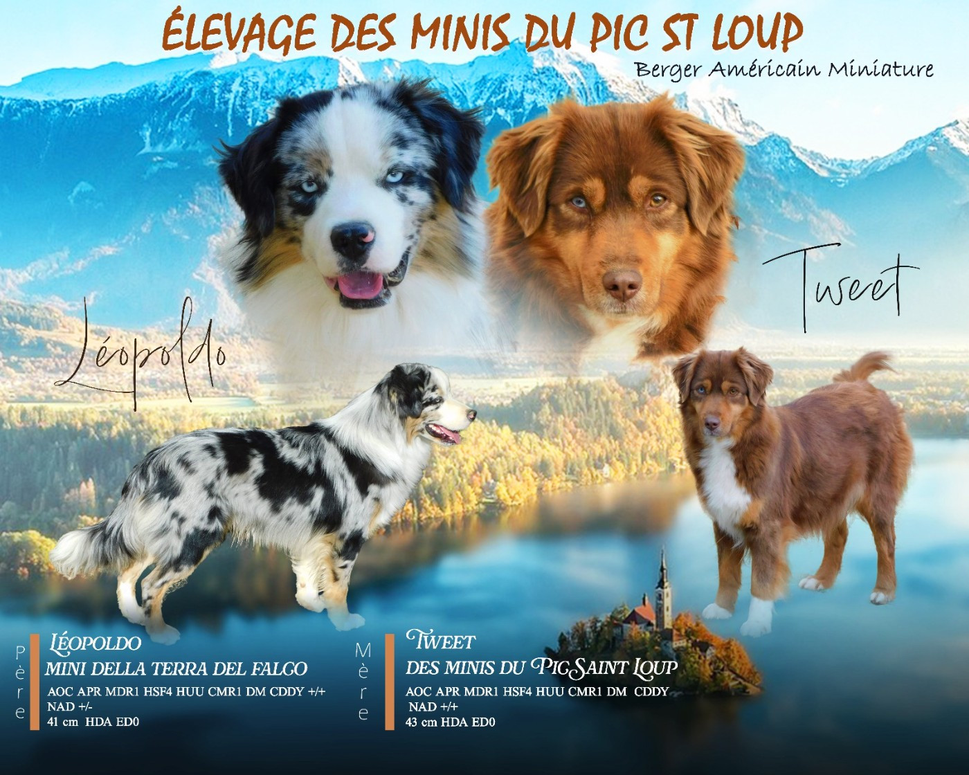 Chiot Berger Américain Miniature  Des Minis Du Pic Saint Loup