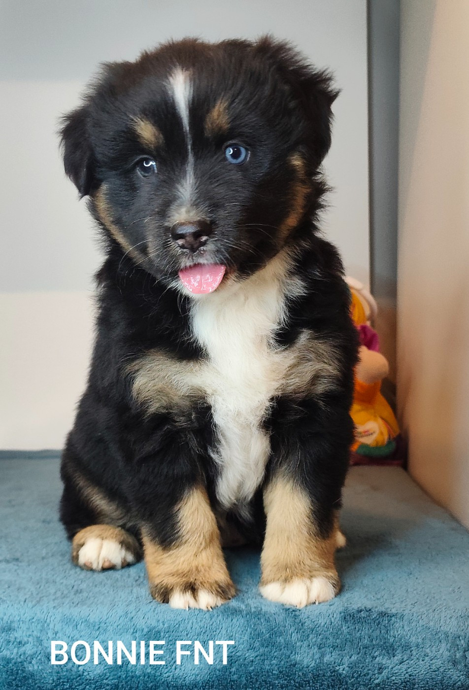 Des Minis Du Pic Saint Loup - Chiots disponibles - Berger Américain Miniature 