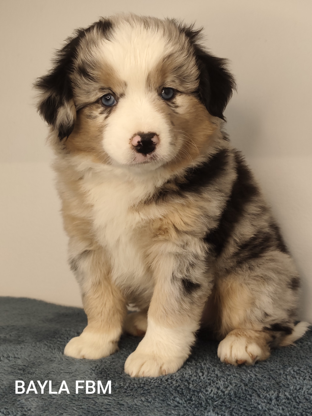 Des Minis Du Pic Saint Loup - Chiots disponibles - Berger Américain Miniature 