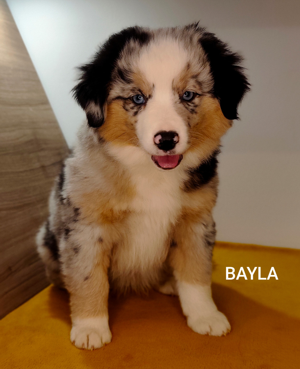 Des Minis Du Pic Saint Loup - Chiots disponibles - Berger Américain Miniature 