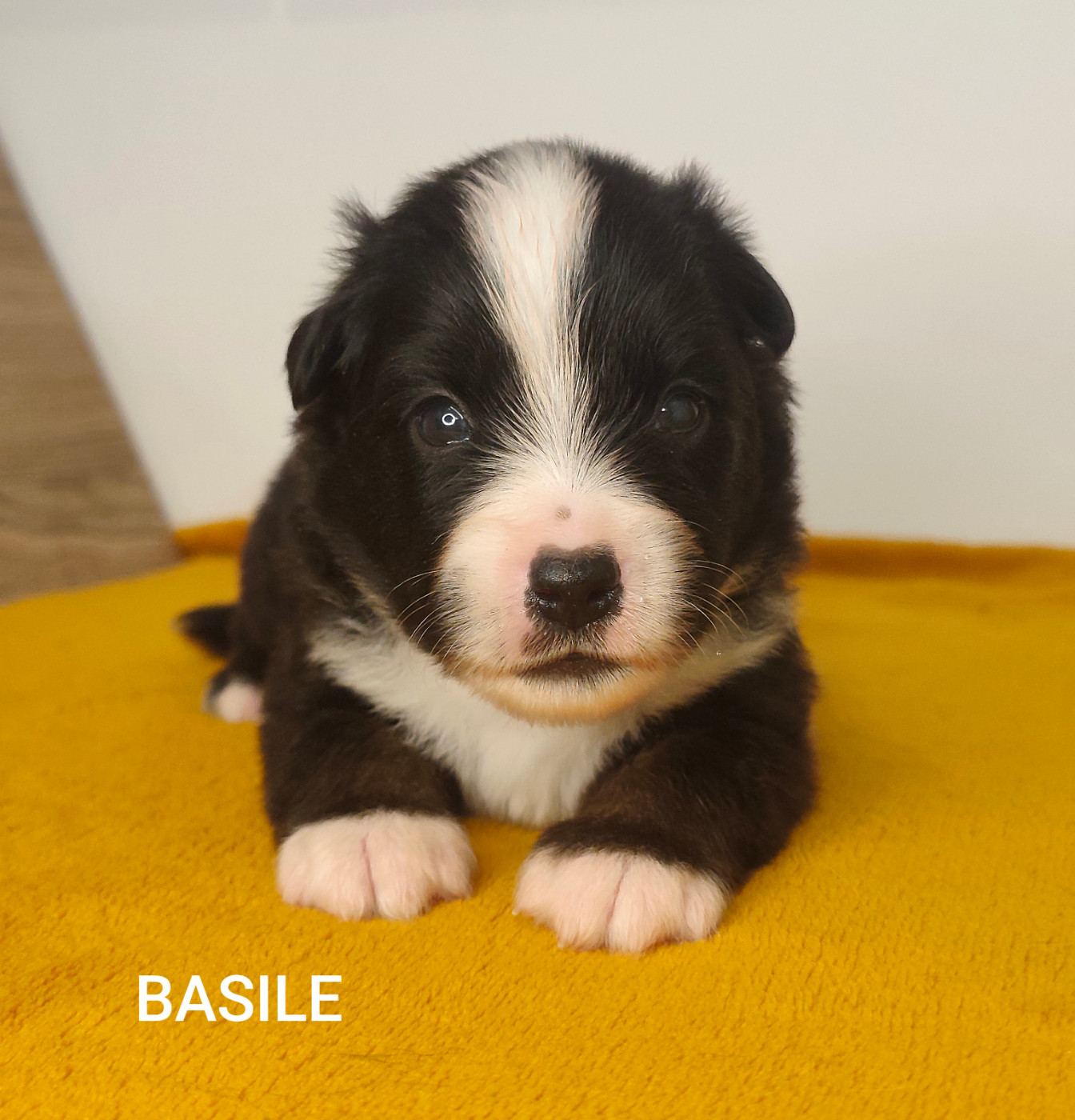 Des Minis Du Pic Saint Loup - Chiots disponibles - Berger Américain Miniature 