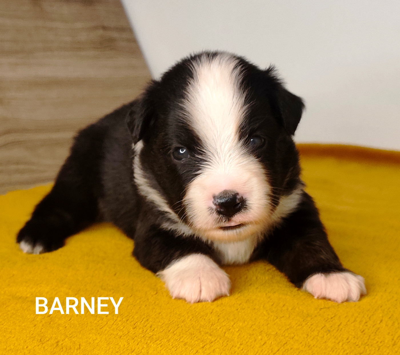 Des Minis Du Pic Saint Loup - Chiots disponibles - Berger Américain Miniature 