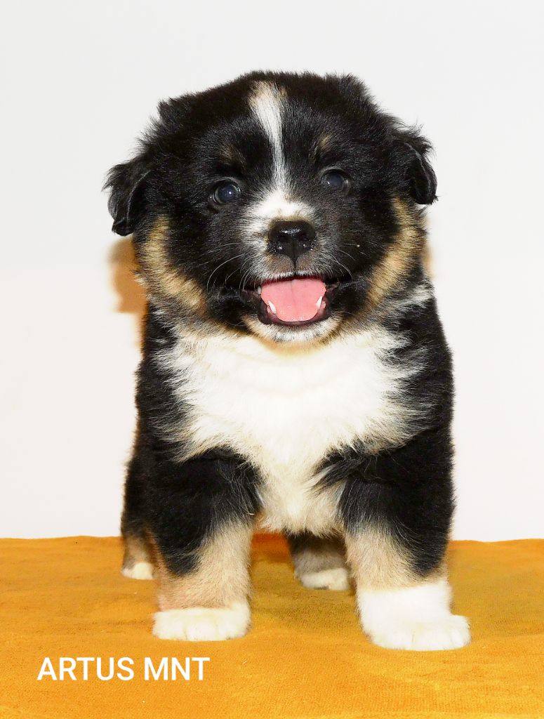 Des Minis Du Pic Saint Loup - Chiots disponibles - Berger Américain Miniature 