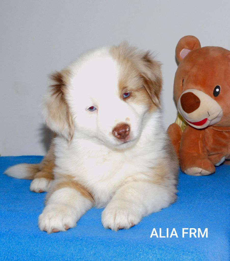 Des Minis Du Pic Saint Loup - Chiots disponibles - Berger Américain Miniature 
