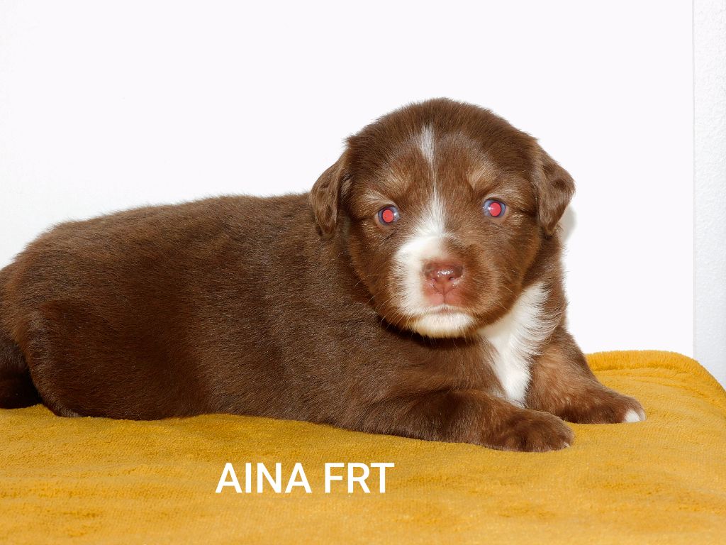 Des Minis Du Pic Saint Loup - Chiots disponibles - Berger Américain Miniature 