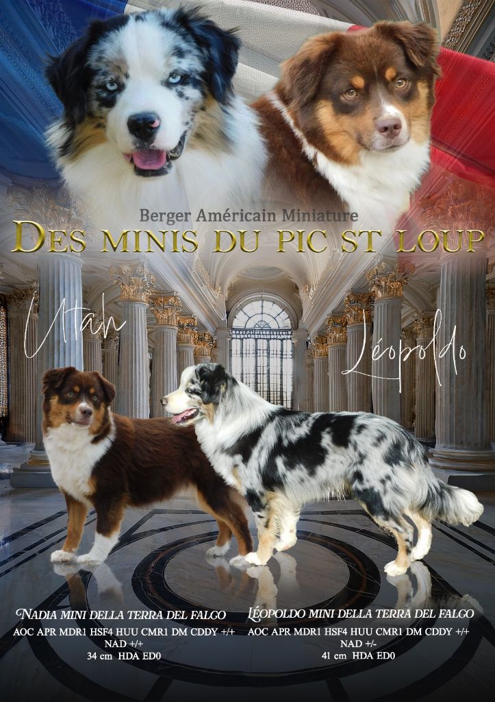 Chiot Berger Américain Miniature  Des Minis Du Pic Saint Loup