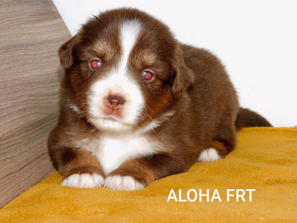 Des Minis Du Pic Saint Loup - Chiots disponibles - Berger Américain Miniature 