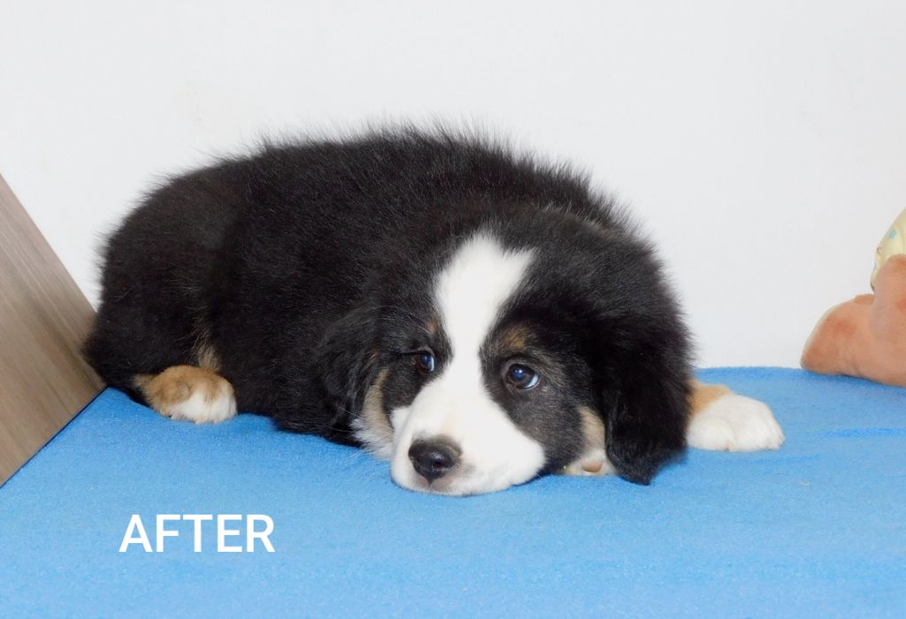 Des Minis Du Pic Saint Loup - Chiots disponibles - Berger Américain Miniature 