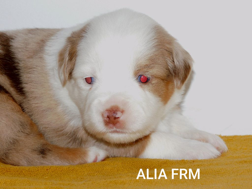 Des Minis Du Pic Saint Loup - Chiots disponibles - Berger Américain Miniature 