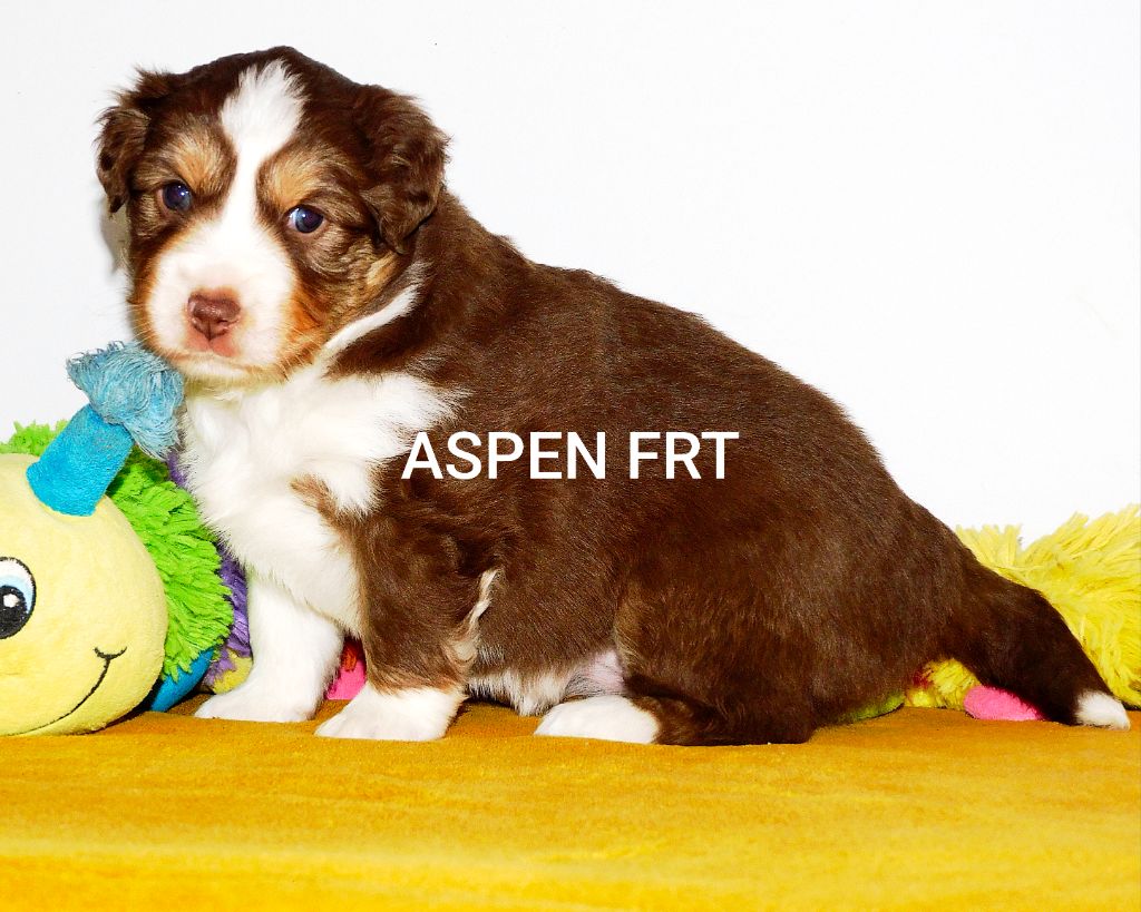 Des Minis Du Pic Saint Loup - Chiots disponibles - Berger Américain Miniature 