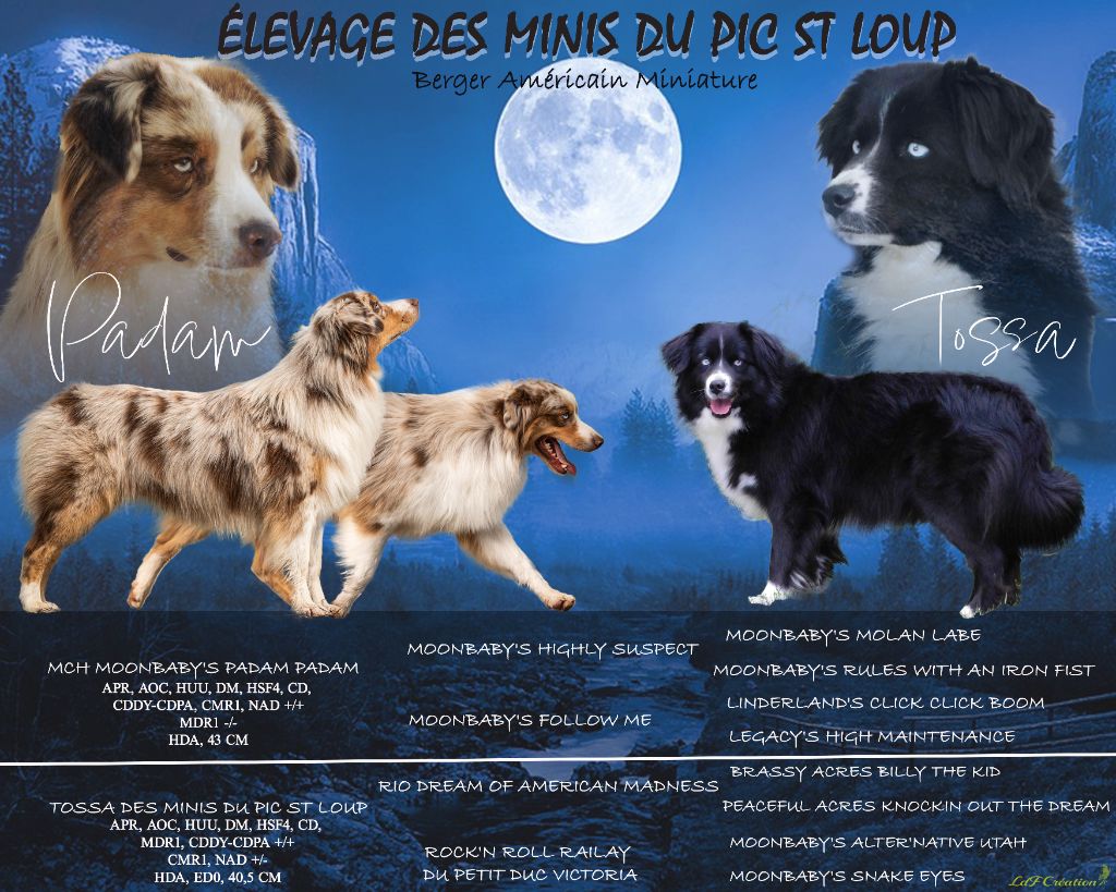 Chiot Berger Américain Miniature  Des Minis Du Pic Saint Loup