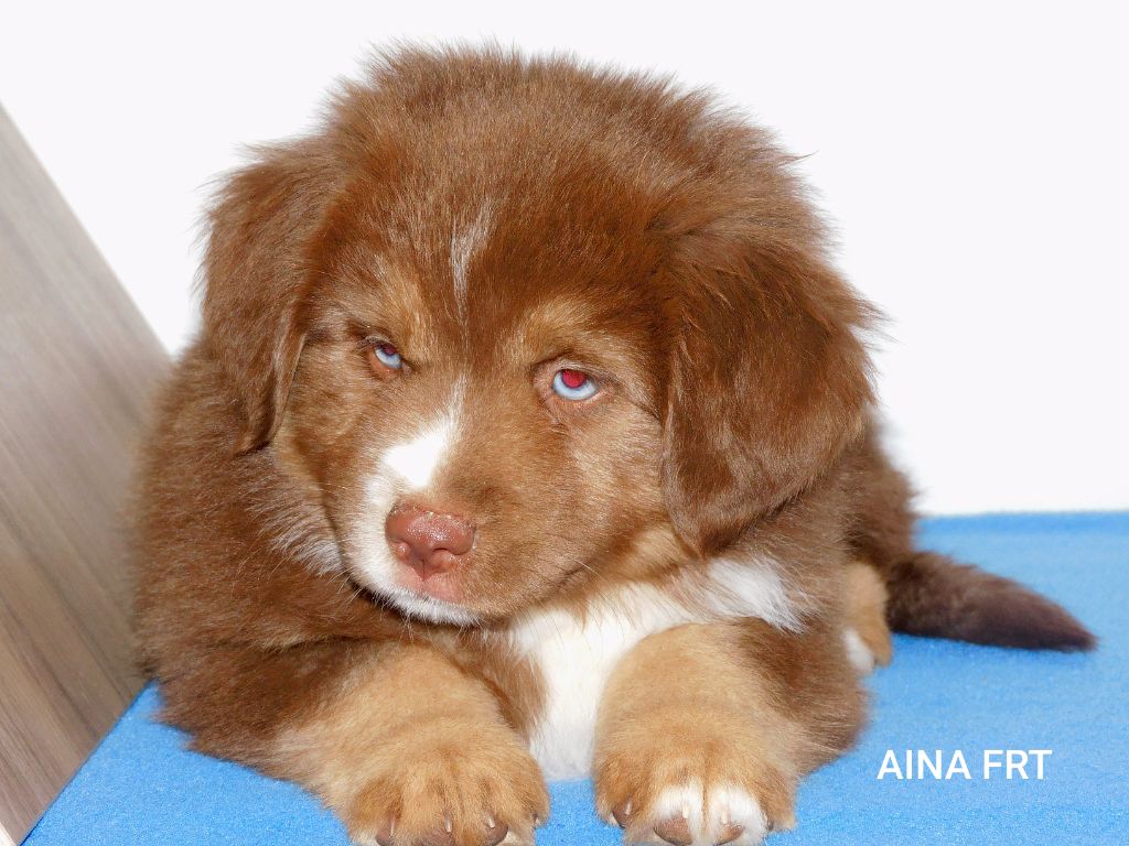 Des Minis Du Pic Saint Loup - Chiots disponibles - Berger Américain Miniature 