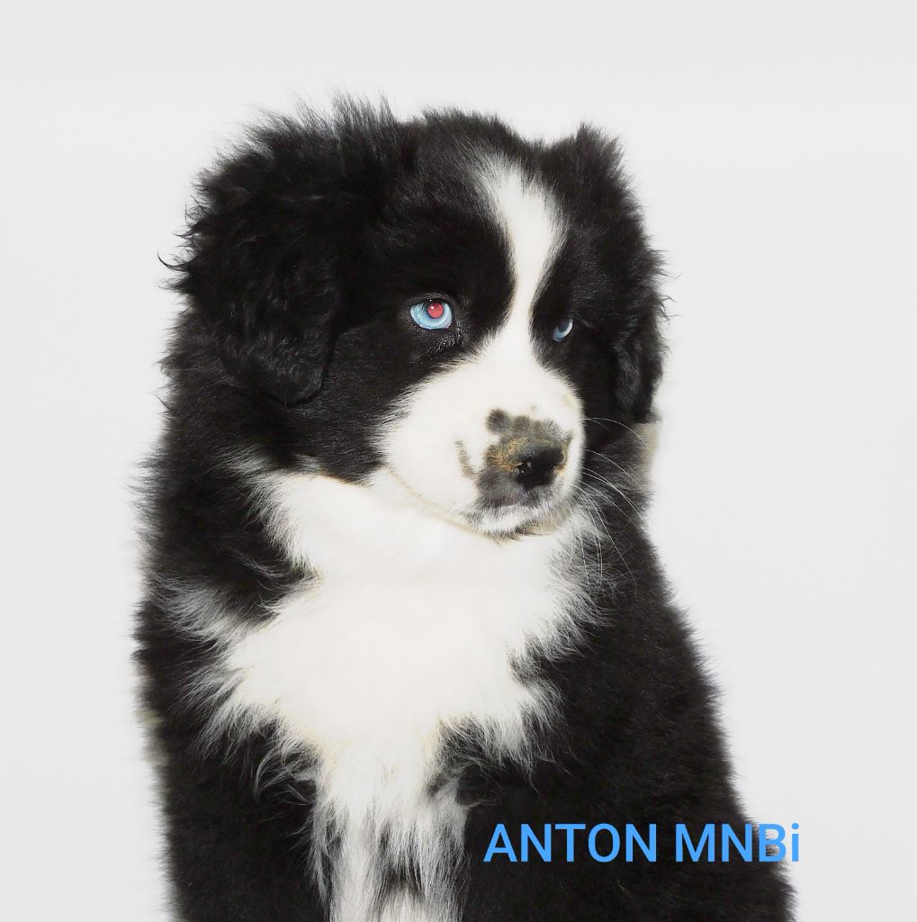Des Minis Du Pic Saint Loup - Chiots disponibles - Berger Américain Miniature 