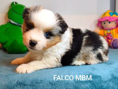 FALCO