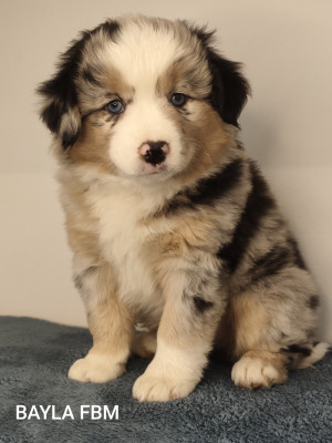 BAYLA