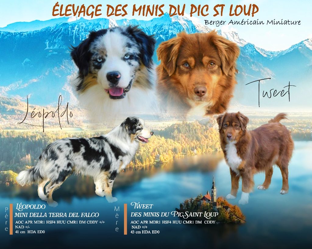 Chiot Berger Américain Miniature  Des Minis Du Pic Saint Loup