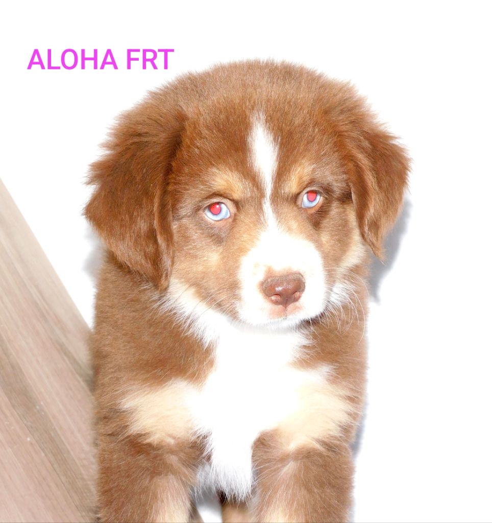 Des Minis Du Pic Saint Loup - Chiots disponibles - Berger Américain Miniature 