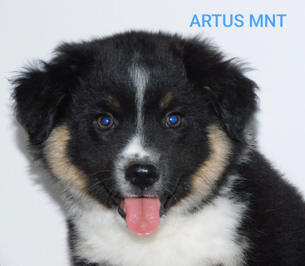 Des Minis Du Pic Saint Loup - Chiots disponibles - Berger Américain Miniature 