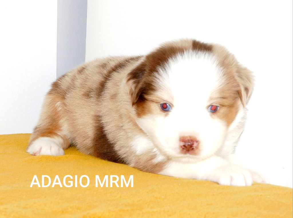 Des Minis Du Pic Saint Loup - Chiots disponibles - Berger Américain Miniature 