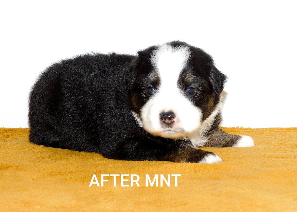 Des Minis Du Pic Saint Loup - Chiots disponibles - Berger Américain Miniature 