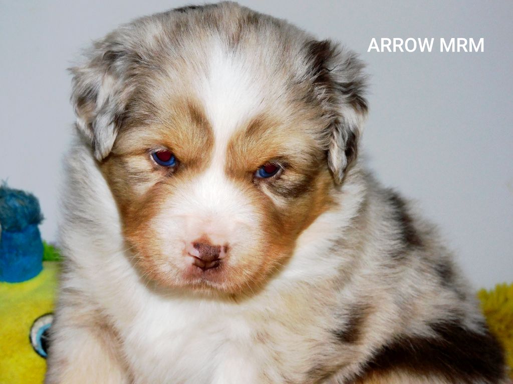 Des Minis Du Pic Saint Loup - Chiots disponibles - Berger Américain Miniature 