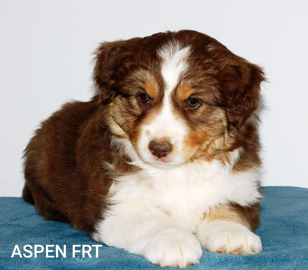 Des Minis Du Pic Saint Loup - Chiots disponibles - Berger Américain Miniature 