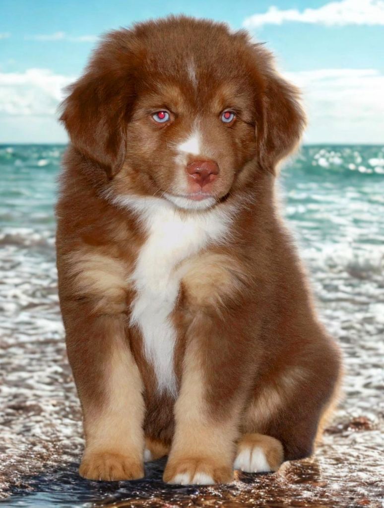 Des Minis Du Pic Saint Loup - Chiots disponibles - Berger Américain Miniature 