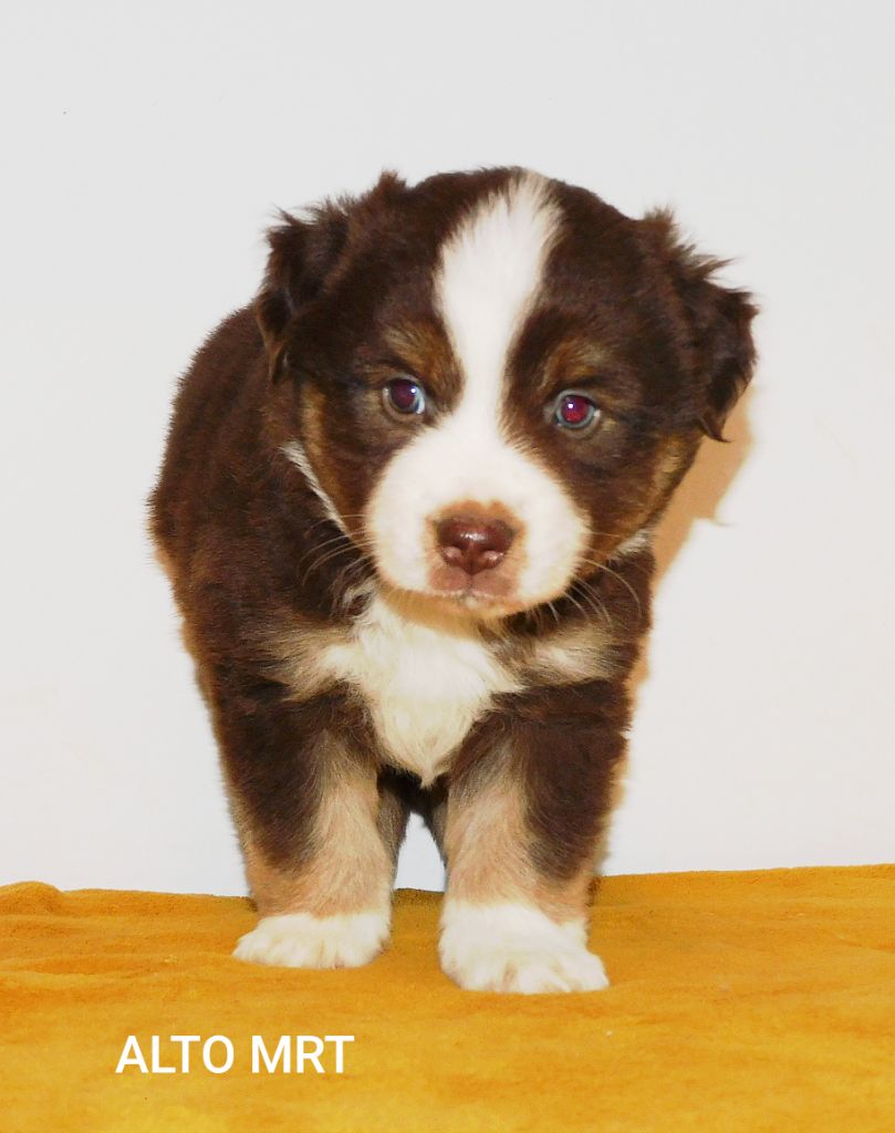 Des Minis Du Pic Saint Loup - Chiots disponibles - Berger Américain Miniature 